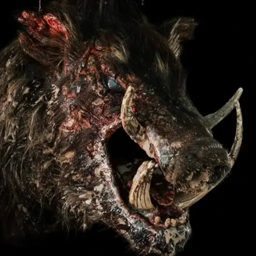 Boar