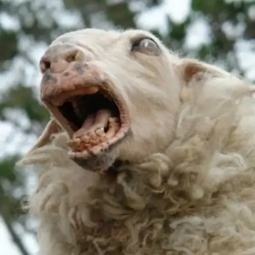 Killer Sheep