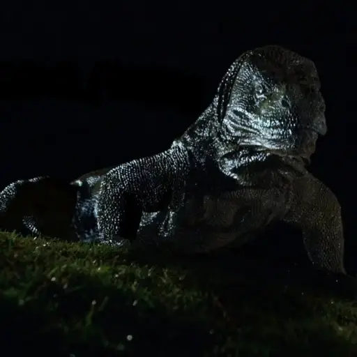 Komodo Dragon
